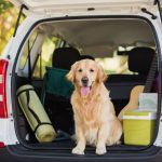 Hunderampe für das Auto - Worauf achten?