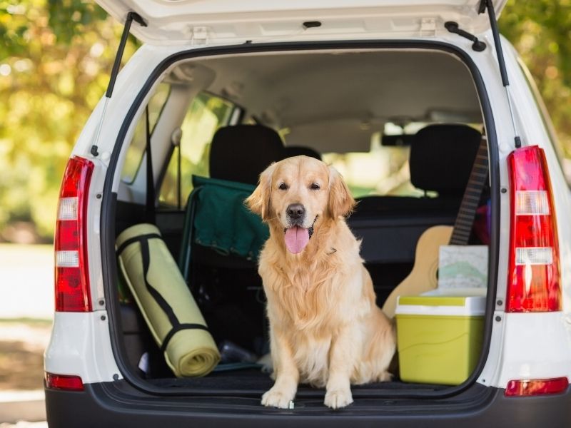 Die Hunderampe stets im Auto aufbewahren? Tipps für den Alltag