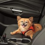 Mit dem Hund sicher im Auto unterwegs – im Sommer und Winter