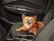 Mit dem Hund sicher im Auto unterwegs – im Sommer und Winter